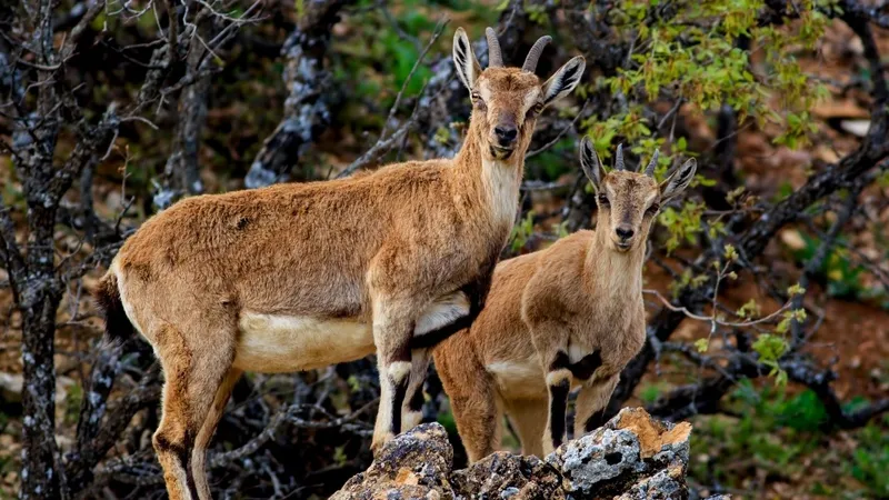 Yaban keçilerini avlayan 3 kişiye 1,9 milyon lira ceza