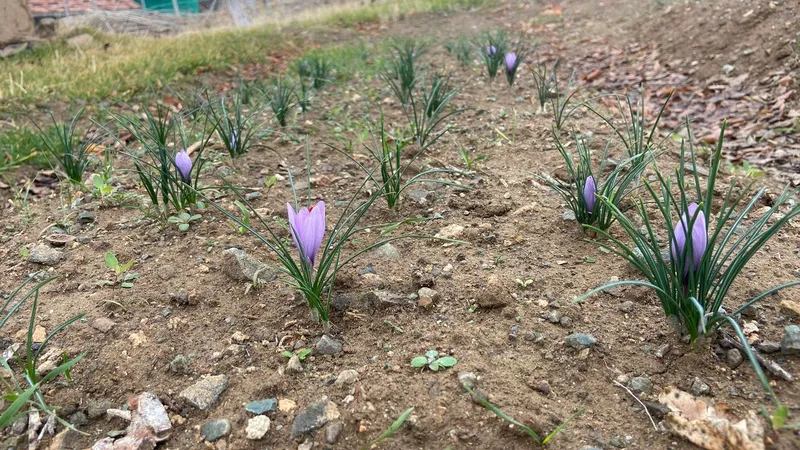 Kralların Baharatı Kırıkkale’de toprakla buluştu