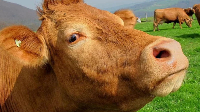 Kurban Bayramı öncesi kurbanlıklar için sıkı tedbirler