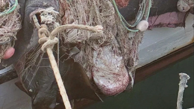 İzmir’de su ürünleri denetimlerinde ceza yağdı