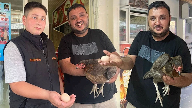 Tavuktan dönerciye sürpriz ziyaret: İçeri girip yumurtladı!