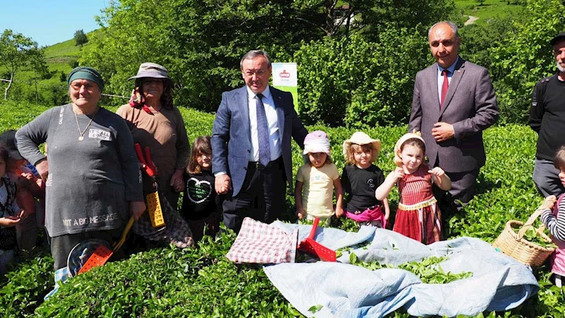 ÇAYKUR geleneği sürdürdü, minikler çay hasadında makas salladı