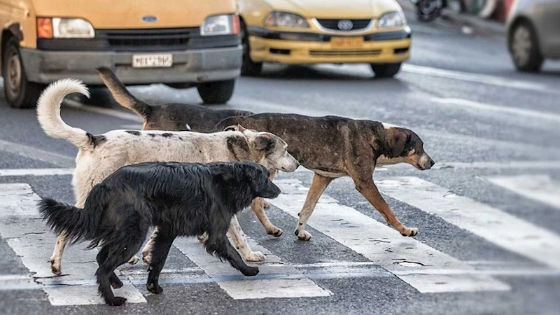 Ankara Mamak’ta sahipsiz köpekler anne ve çocuklarına saldırdı