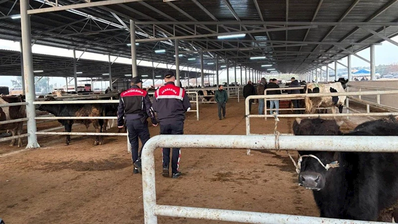 Jandarma besicileri uyardı! Ahır çevresinde köpek bulundurun