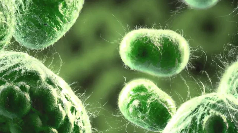 Süper bakteriye karşı umut: Yeni antibiyotik insan denemelerinde son aşamaya geçti