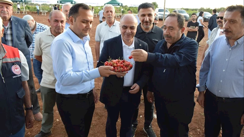 Mardin Ömerli