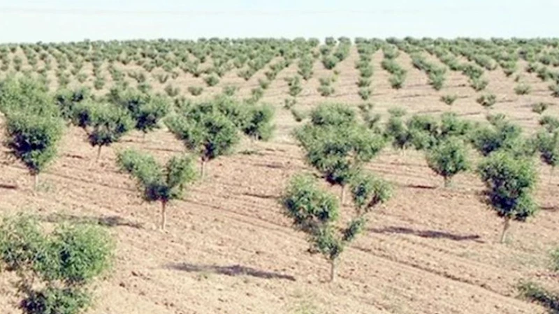 Ağaçlar bakımsızlıktan kurudu: Orman İşletme