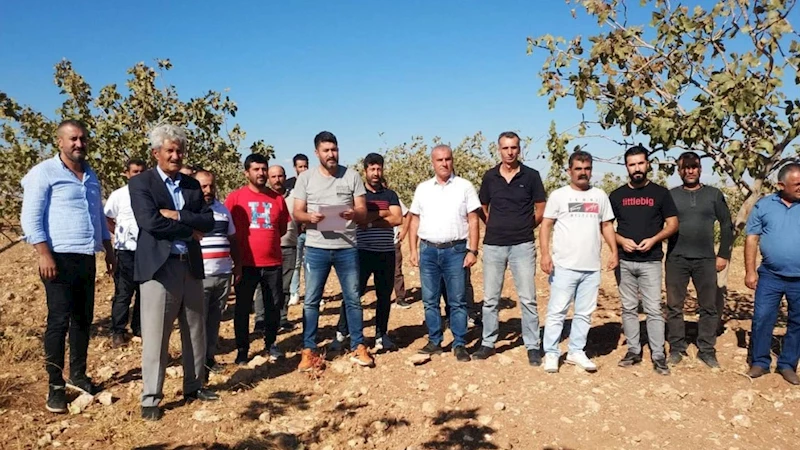 Batman’da Siirt Antep Fıstığına bilimsel takip