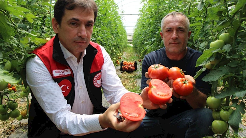 Amasya’da domates hasadı başladı
