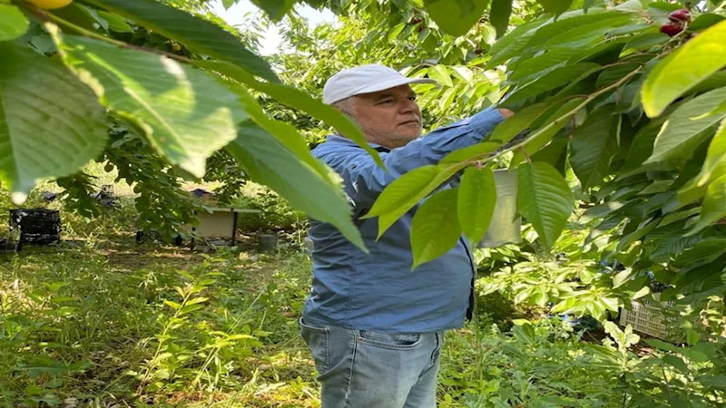 Gödene Kirazında hasat başladı
