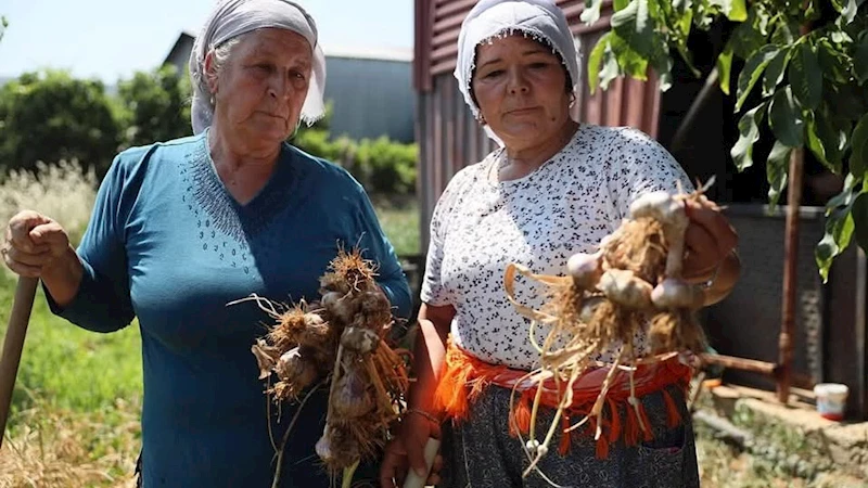 Ula Sarımsağı bölge ekonomisine katkı sağlıyor