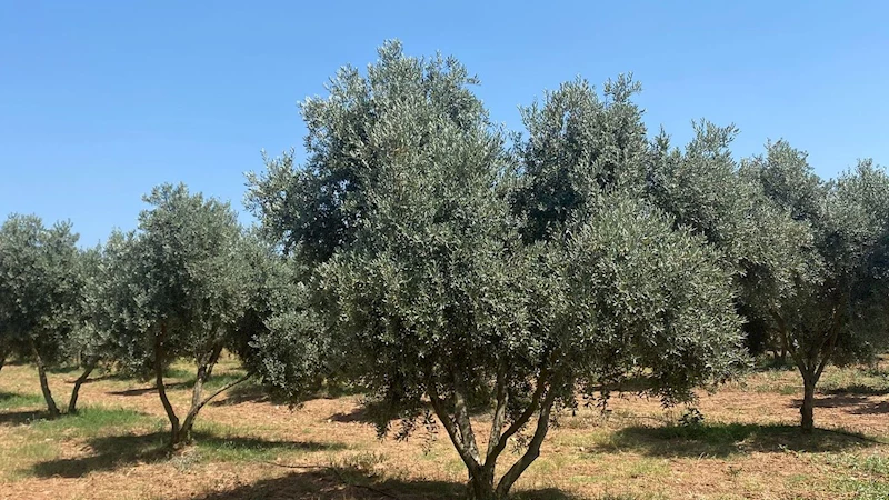 Milas’ta 
