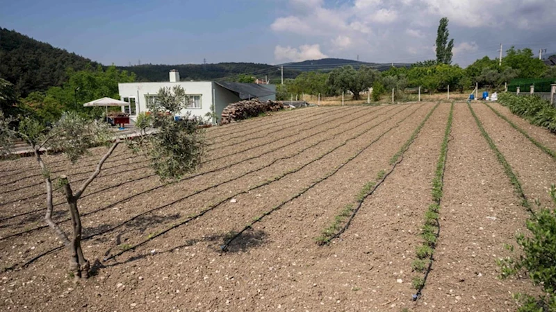 Kurbanlık hayvanların atıkları Bornova