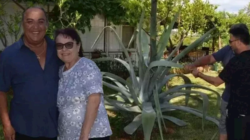 Antalya’da 100 yılda bir çiçek açan ağaç bulundu