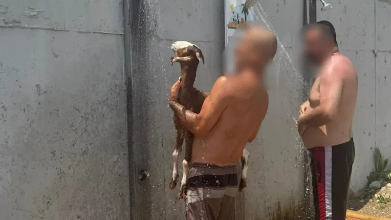 Keçiyle denize girdi!