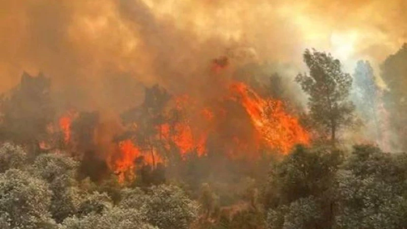 Hatay Yayladağı’ndaki orman yangını kontrol altına alındı